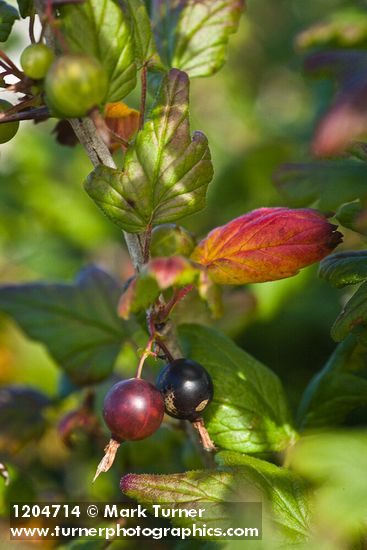 Ribes divaricatum