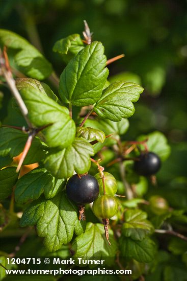 Ribes divaricatum