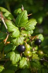 Coast Black Gooseberry fruit & foliage