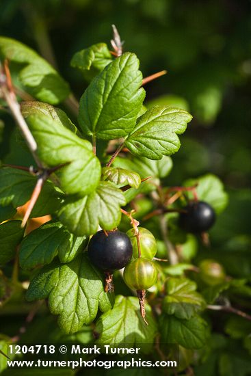 Ribes divaricatum