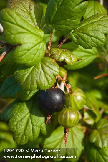 Ribes divaricatum