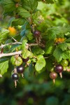 Coast Black Gooseberry fruit & foliage