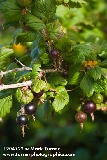 Ribes divaricatum