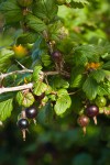 Coast Black Gooseberry fruit & foliage