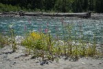 Cooley's Hedge-nettle at edge of Baker River