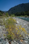 Oregon Sunshine on gravel at edge of Baker River