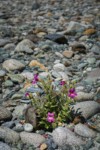 Lewis's Monkeyflower on Baker River gravel bar