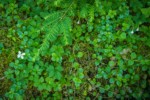 Twinflower, Strawberry Bramble w/ Western Hemlock bough