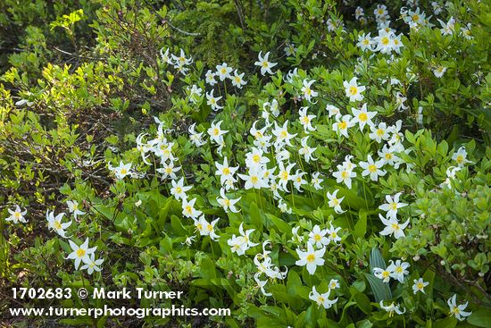 Erythronium montanum