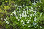 Avalanche Lilies