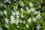 Avalanche Lilies