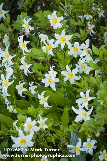 Erythronium montanum