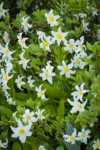 Avalanche Lilies