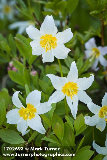 Erythronium montanum