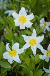 Avalanche Lily blossoms