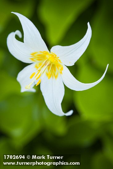 Erythronium montanum