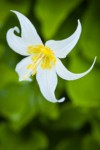 Avalanche Lily blossom detail