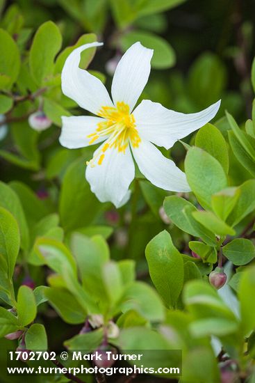 Erythronium montanum; Vaccinium deliciosum