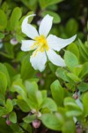 Avalanche Lily blossom among Cascade Blueberries