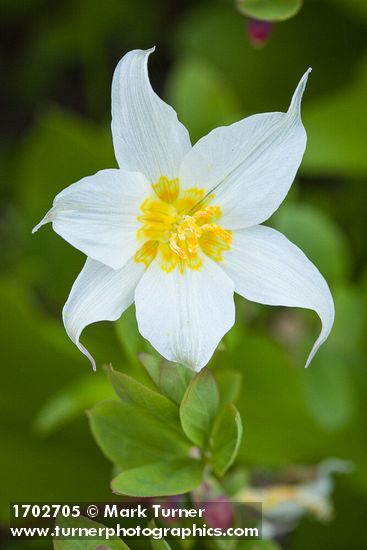 Erythronium montanum; Vaccinium deliciosum