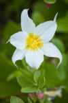 Avalanche Lily blossom detail