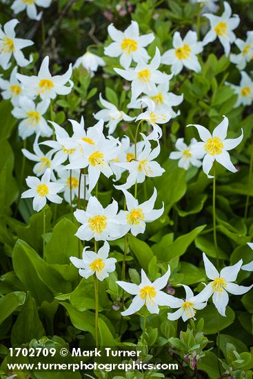 Erythronium montanum; Vaccinium deliciosum