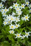 Avalanche Lilies