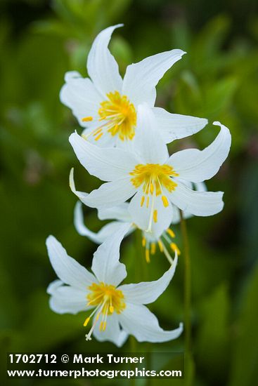 Erythronium montanum; Vaccinium deliciosum