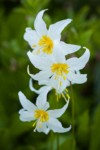 Avalanche Lily blossoms