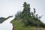 Mountain Arnica at base of Subalpine Firs