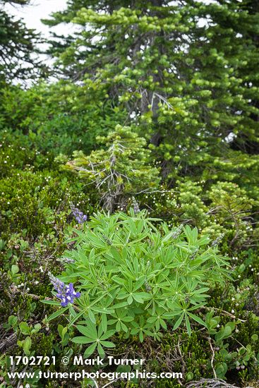 Lupinus latifolius; Cassiope mertensiana