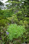 Broadleaf Lupine, White Heather at bawse of Subalpine Fir