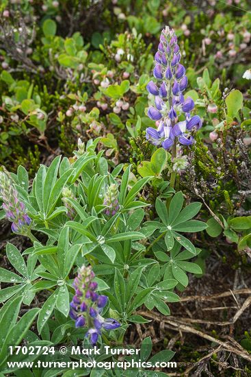 Lupinus latifolius