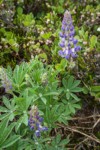 Broadleaf Lupine