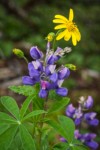 Broadleaf Lupine & Mountain Arnica blossoms