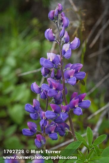 Lupinus latifolius