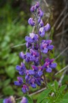 Broadleaf Lupine blossoms