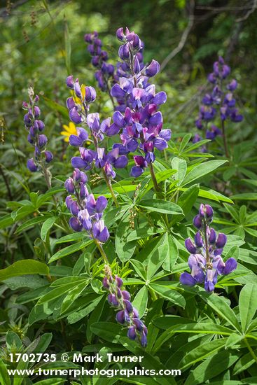 Lupinus latifolius