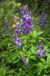 Broadleaf Lupine