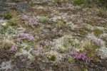 Davidson's Penstemon & Spotted Saxifrage among lichens