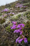 Davidson's Penstemon among lichens