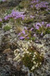 Spotted Saxifrage & Davidson's Penstemon among lichens