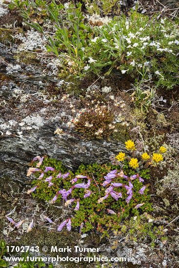 Penstemon davidsonii; Saxifraga bronchialis; Sedum lanceolatum; Phlox diffusa