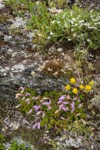 Davidson's Penstemon, Spotted Saxifrage, Spearleaf Stonecrop, Spreading Phlox among lichens