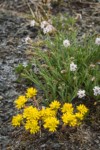 Spearleaf Stonecrop w/ Parry's Catchfly