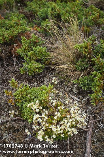 Saxifraga bronchialis; Juniperus communis