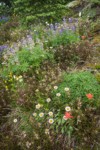 Wandering Daisies, Broadleaf Lupines, Giant Red Paintbrush, Sickletop Lousewort