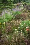 Wandering Daisies, Broadleaf Lupines, Giant Red Paintbrush, Sickletop Lousewort