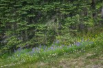 Wandering Daisies, Broadleaf Lupines, Mountain Arnica at base of  Subalpine Firs