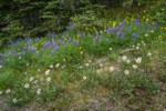Wandering Daisies, Broadleaf Lupines, Mountain Arnica